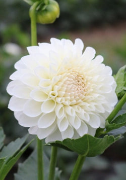 ‘Boom Boom White’ Tuber Dalia
