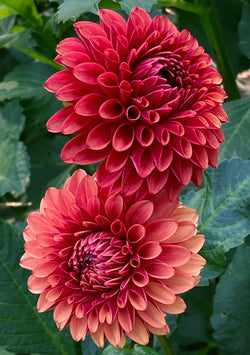‘Brown Sugar’ Tuber Dalia