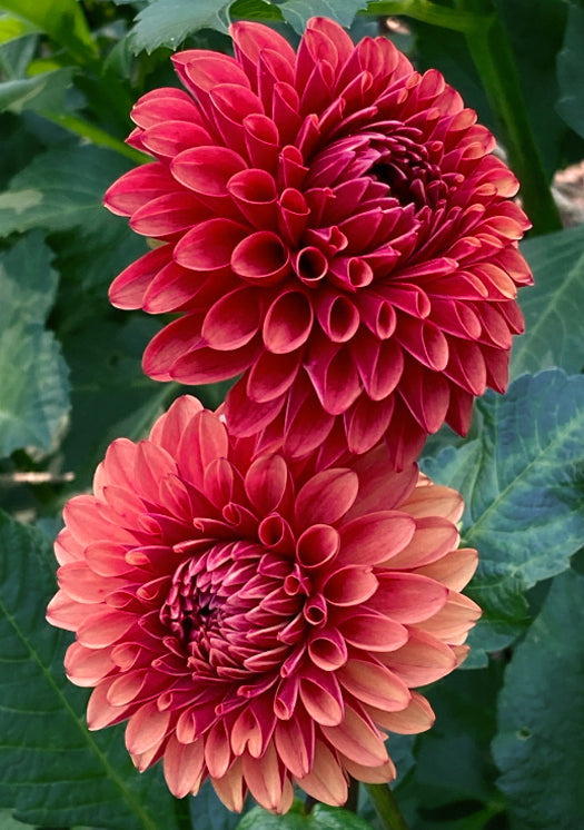 ‘Brown Sugar’ Tuber Dalia