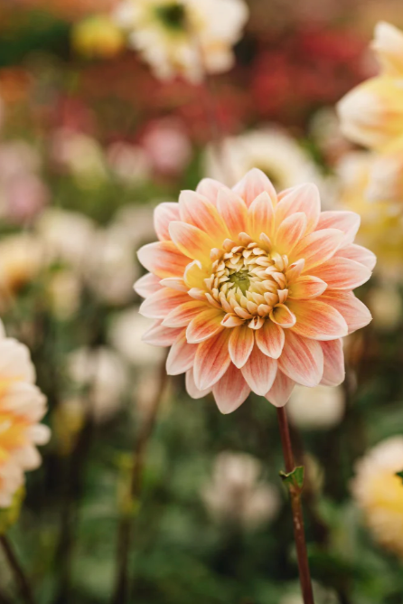 ‘Peaches and Cream’ Tuber Dalia