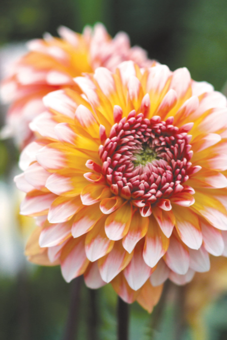 ‘Peaches and Cream’ Tuber Dalia