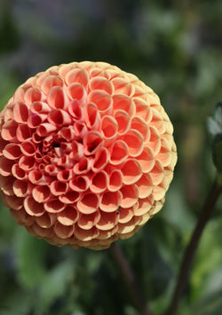 ‘Cornel Bronze’ Tuber Dalia