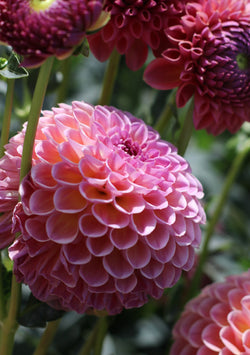 ‘Jowey Frambo’ Tuber Dalia