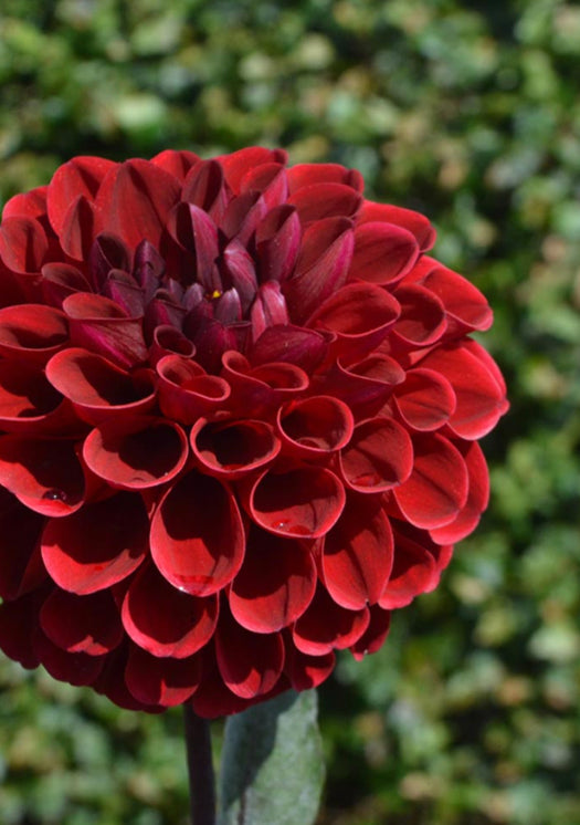 ‘Maroon Fox’ Tuber Dalia