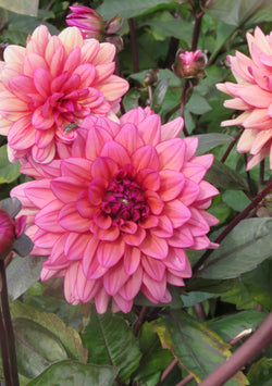 ‘Molly Raven’ Tuber Dalia