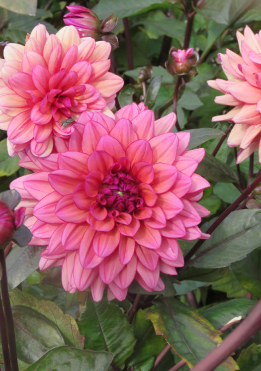 ‘Molly Raven’ Tuber Dalia
