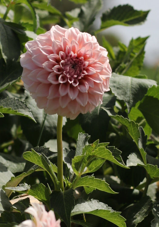 ‘Peaches and Cream’ Tuber Dalia