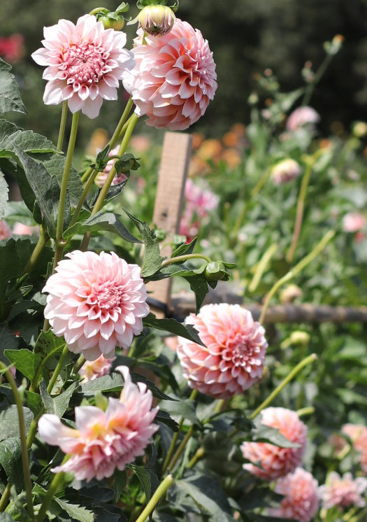 ‘Peaches and Cream’ Tuber Dalia