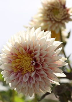 ‘Polka’ Tuber Dalia