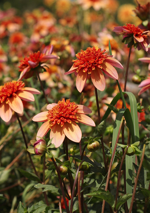 ‘Totally Tangerine’ Tuber Dalia