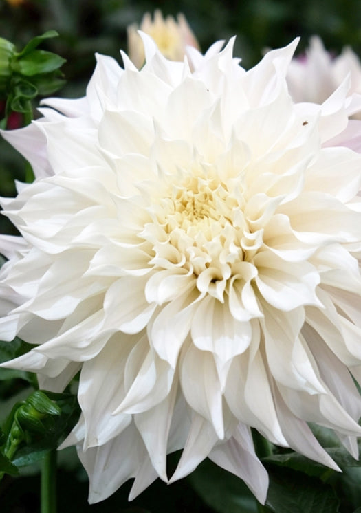 ‘White Perfection’ Tuber Dalia