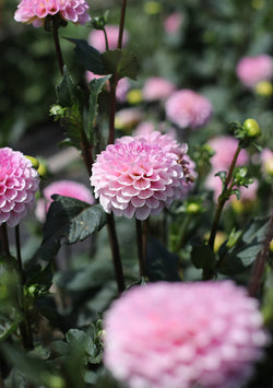 ‘Wizard of Oz’ Tuber Dalia