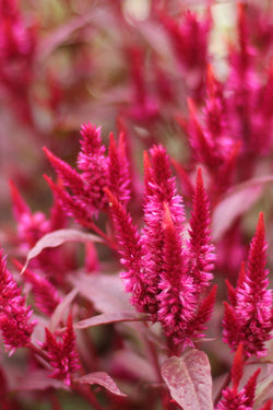 CELOSIA PLUMOSA ‘Plum’