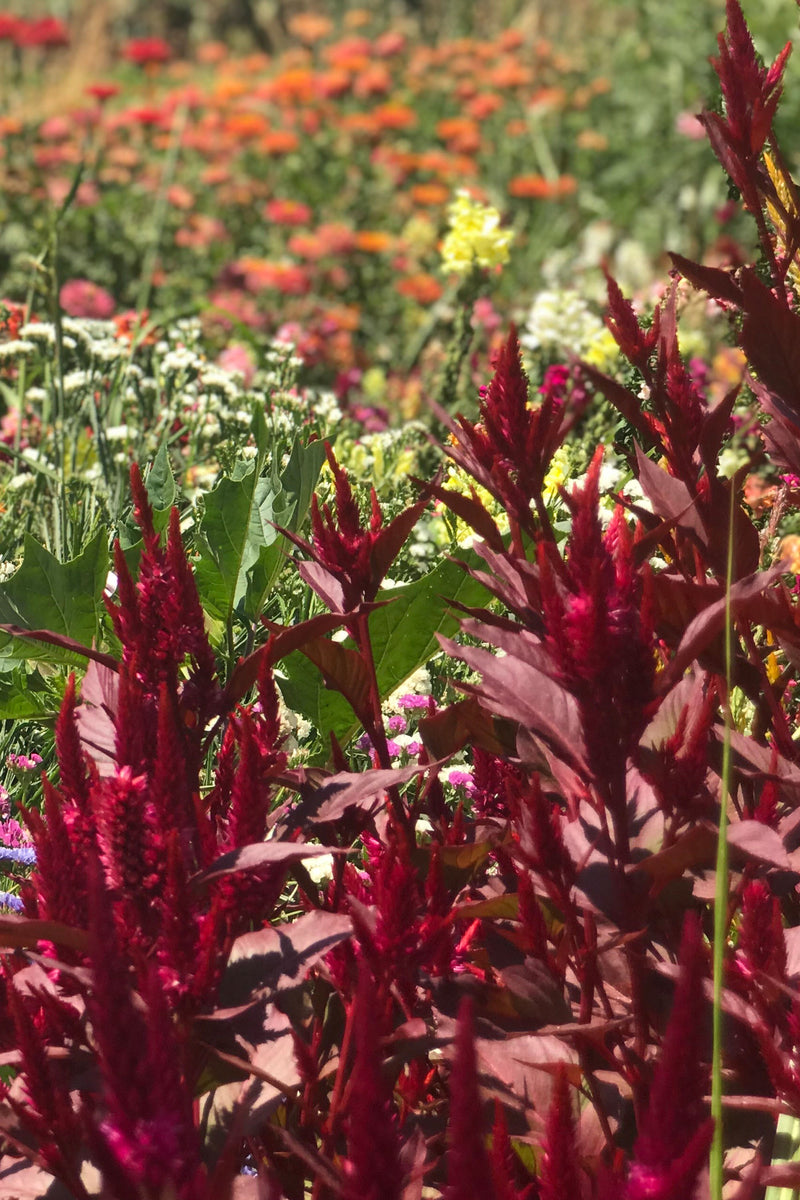 CELOSIA PLUMOSA ‘Plum’