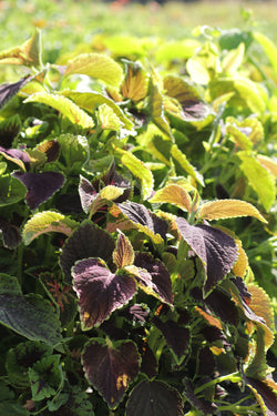 COLEUS 'Greenery Wizard Mix'