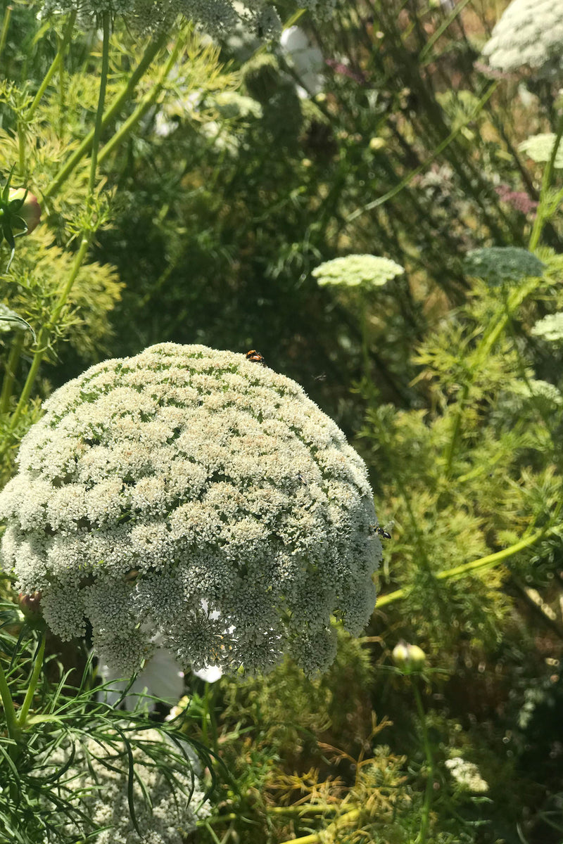 ENCAJE 'Queen Anne'