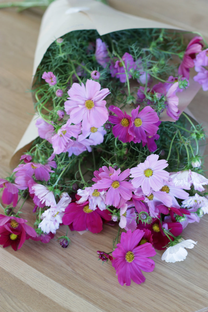 COSMOS 'Rubenza Mix'