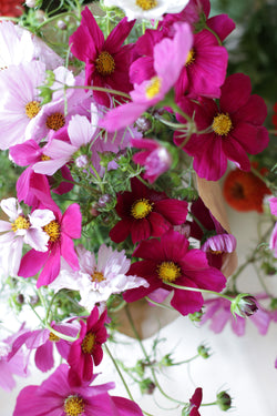 COSMOS 'Rubenza Mix'