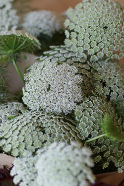 ENCAJE 'Queen Anne'