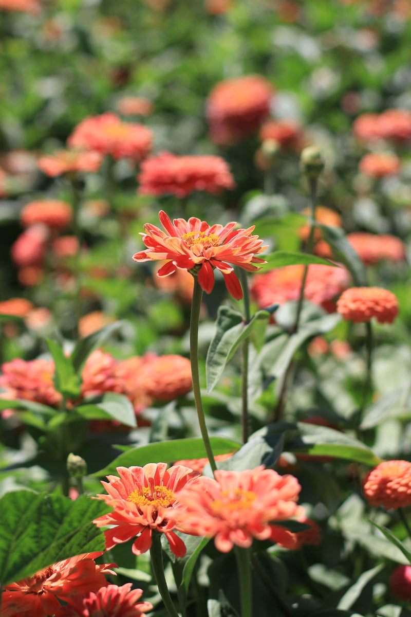 ZINNIAS ‘Garden Mix’