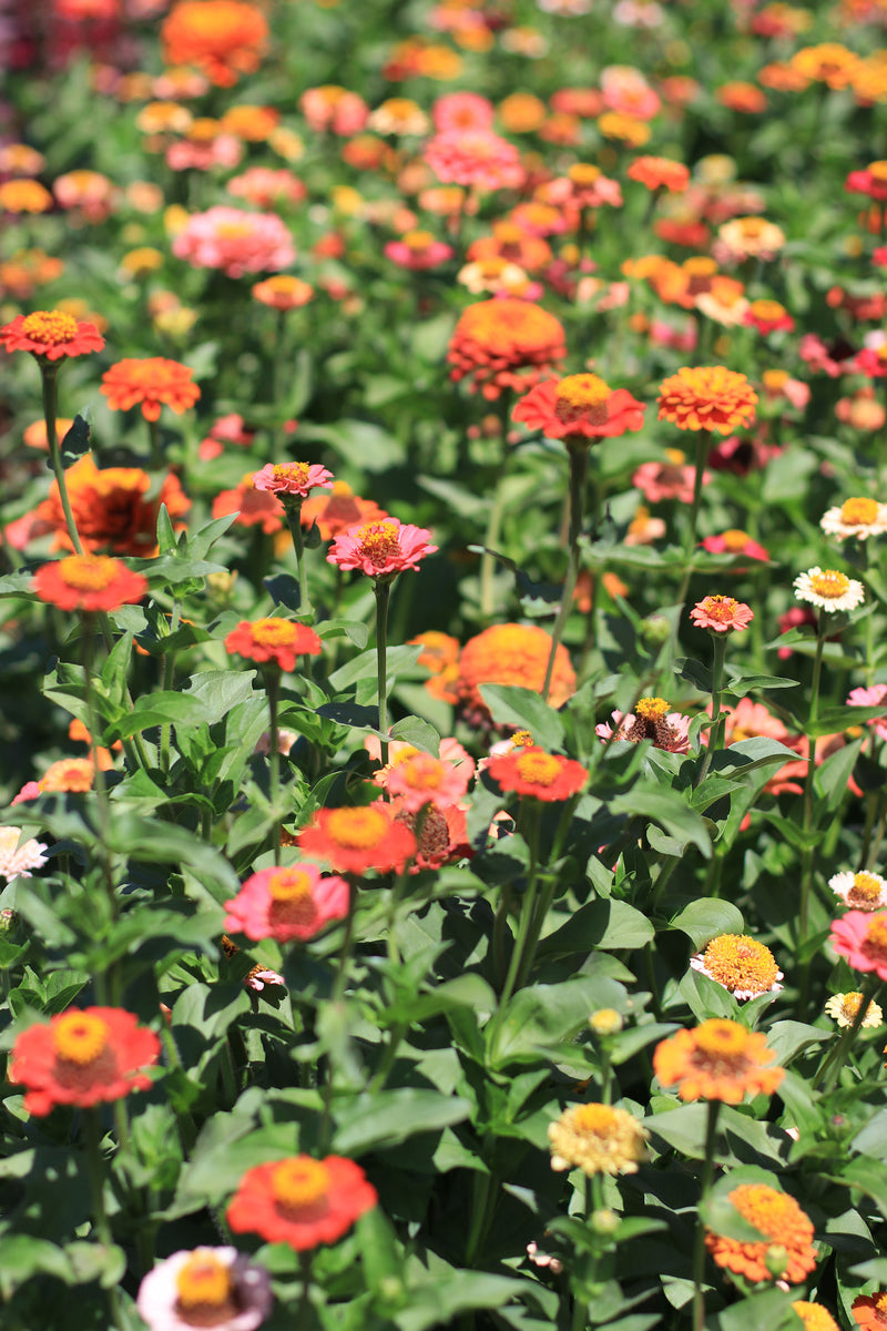 ZINNIAS ‘Garden Mix’