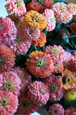 ZINNIAS ‘Garden Mix’