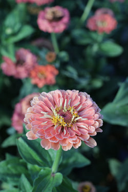 ZINNIA BENARY 'Giant Salmon' Mix