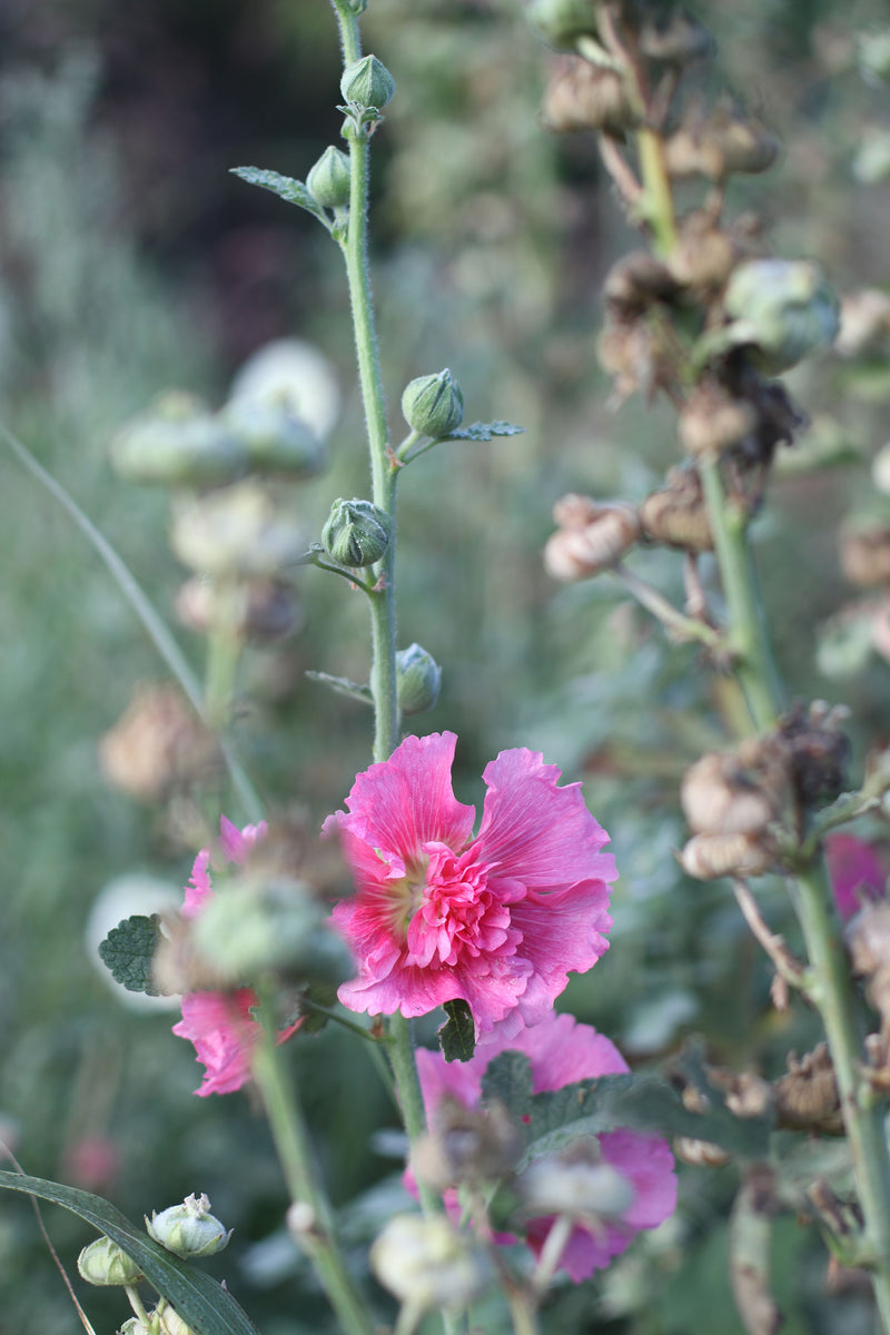 MALVA REAL 'Bee’s Mix’