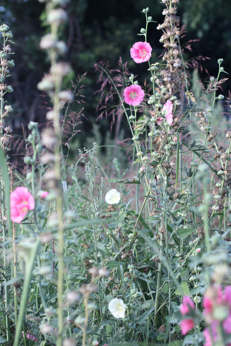 MALVA REAL 'Bee’s Mix’