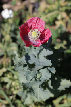 AMAPOLA ‘Berry Simple’