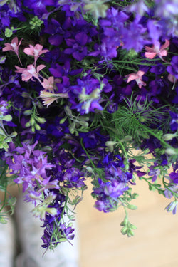 DELPHINIUM 'Sweet Mix'