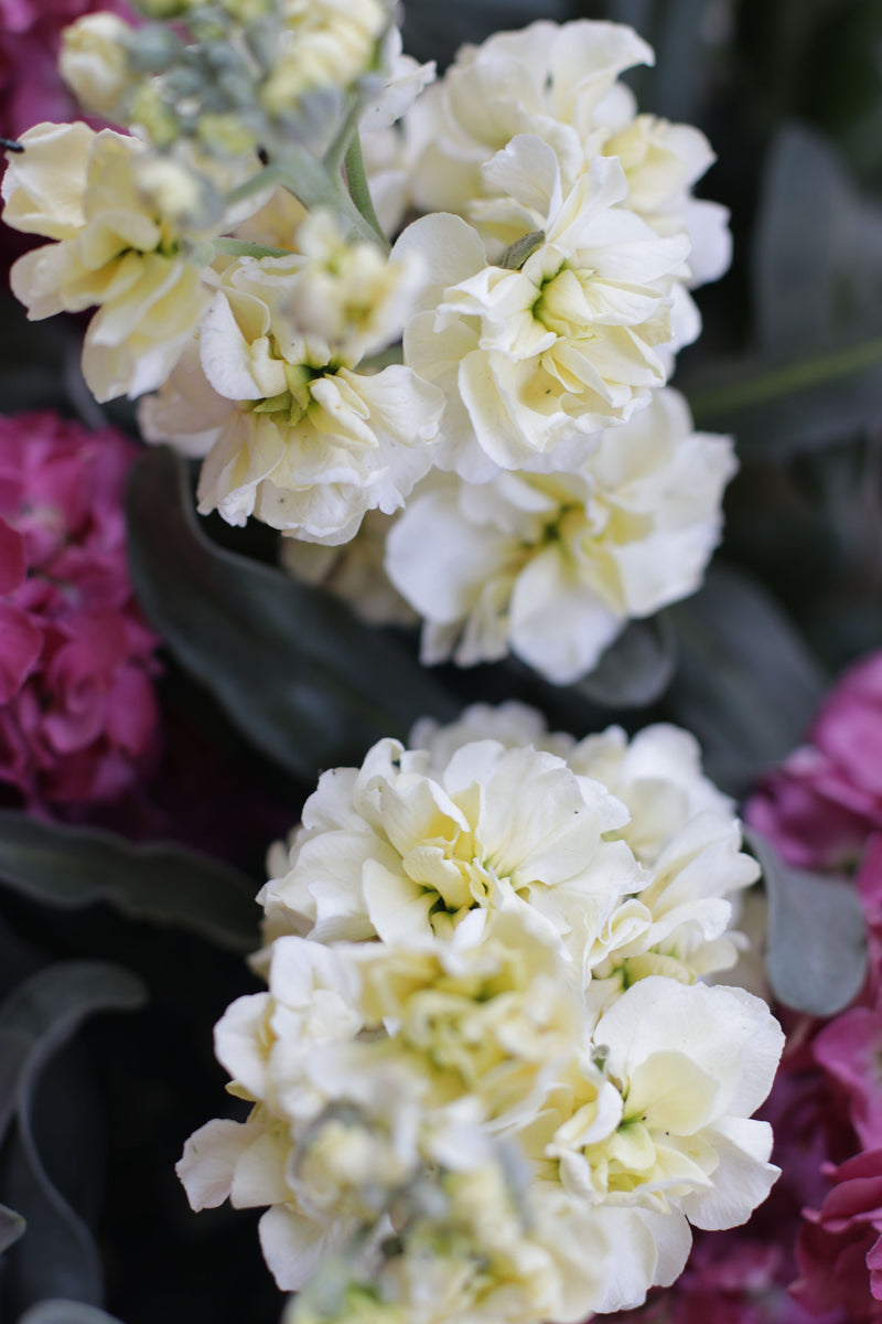 ALHELÍ ‘Buttercream’