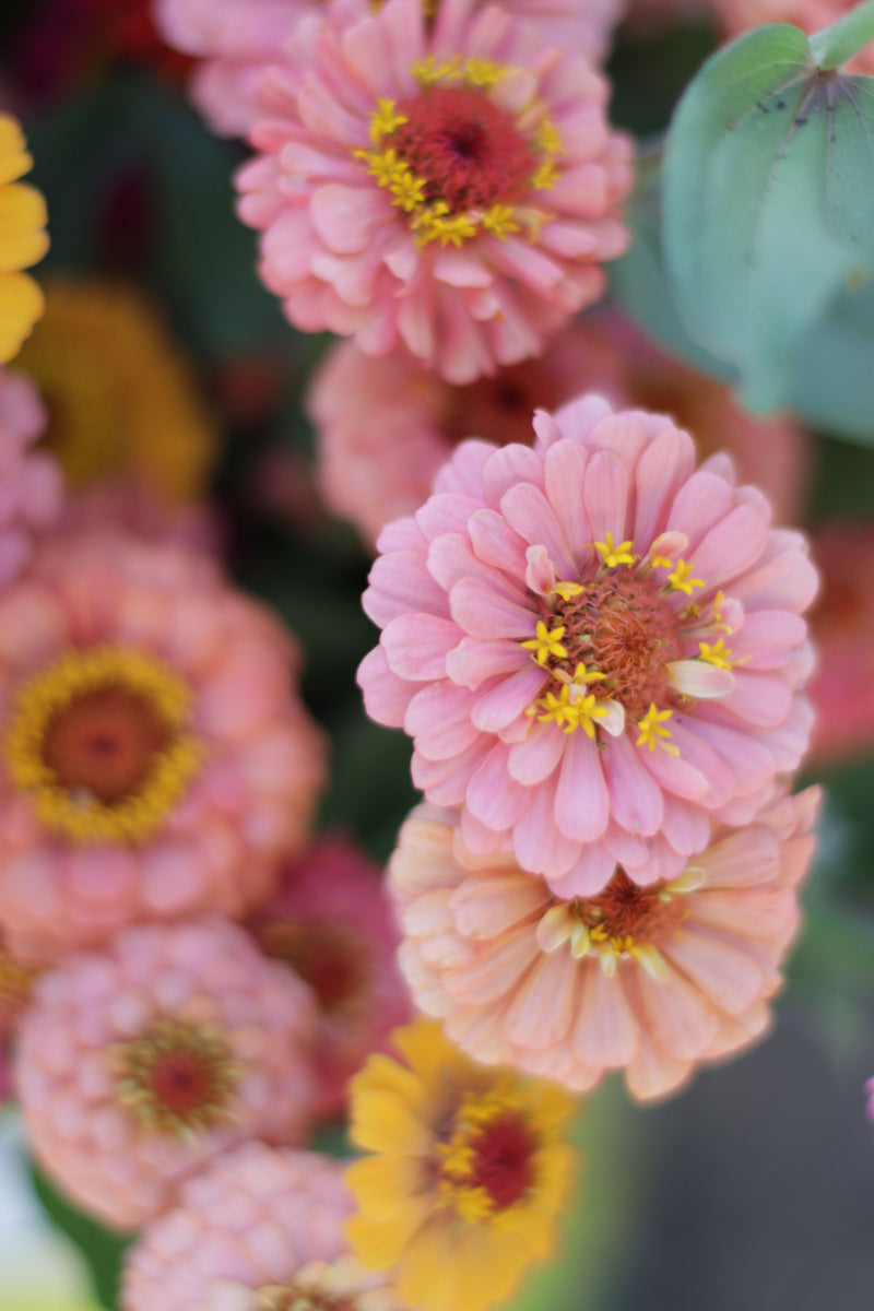 ZINNIAS ‘Garden Mix’