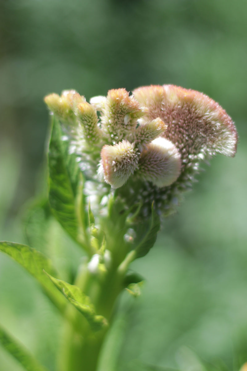 CELOSIA CRISTATA ‘Pastel Mix’