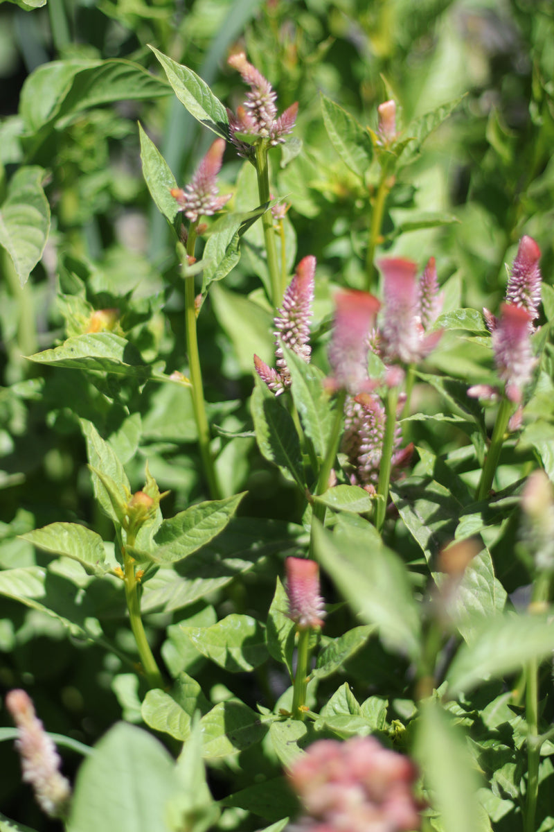 CELOSIA CRISTATA ‘Pastel Mix’
