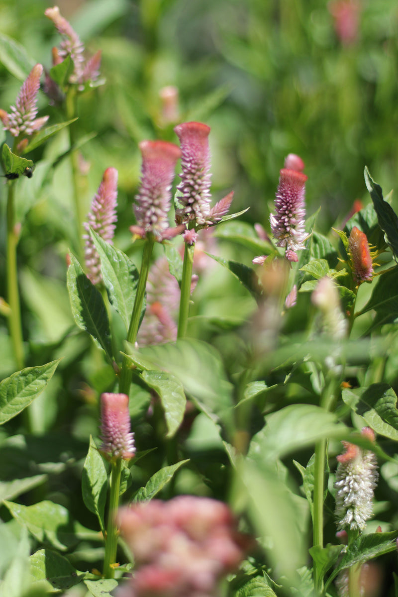 CELOSIA CRISTATA ‘Pastel Mix’