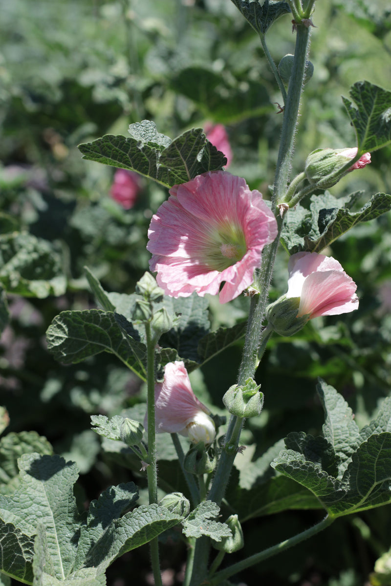 MALVA REAL 'Bee’s Mix’