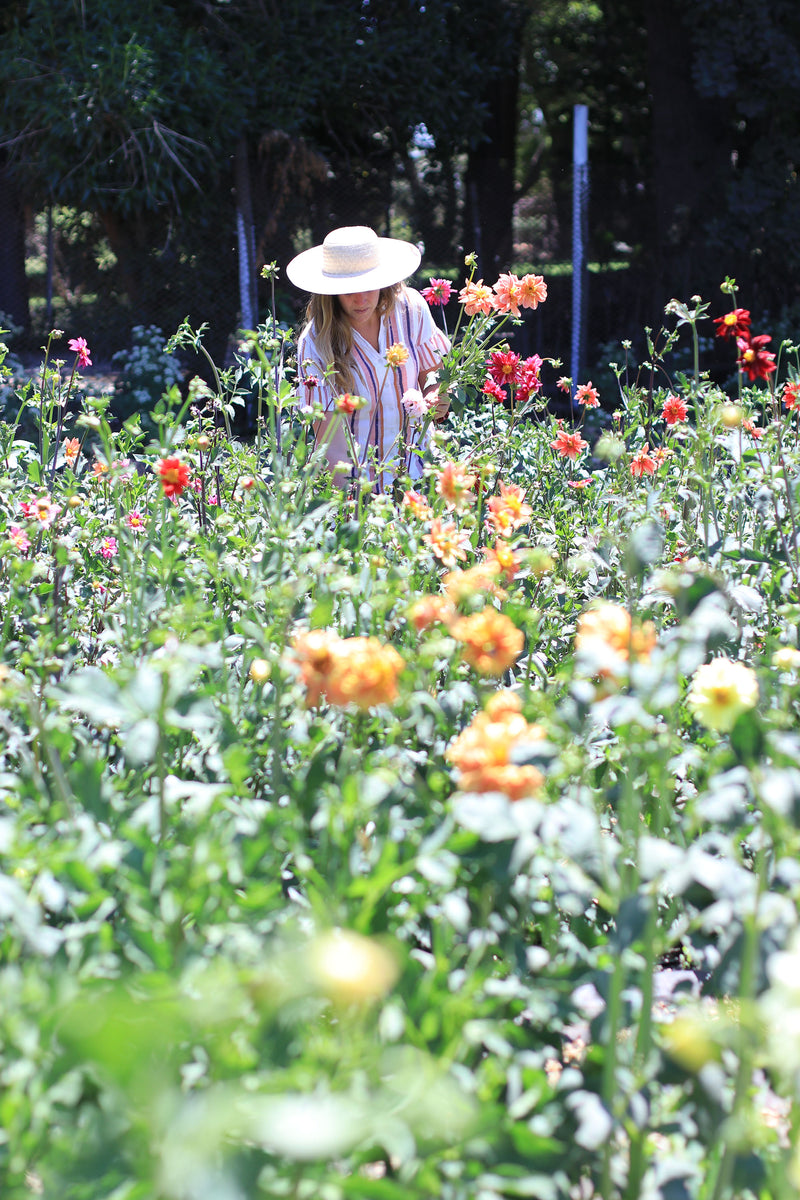 DAHLIA ‘Garden Mix’