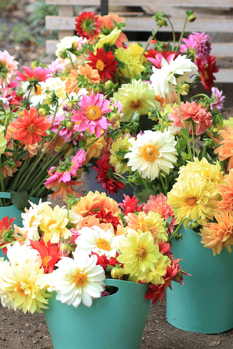 DAHLIA ‘Garden Mix’