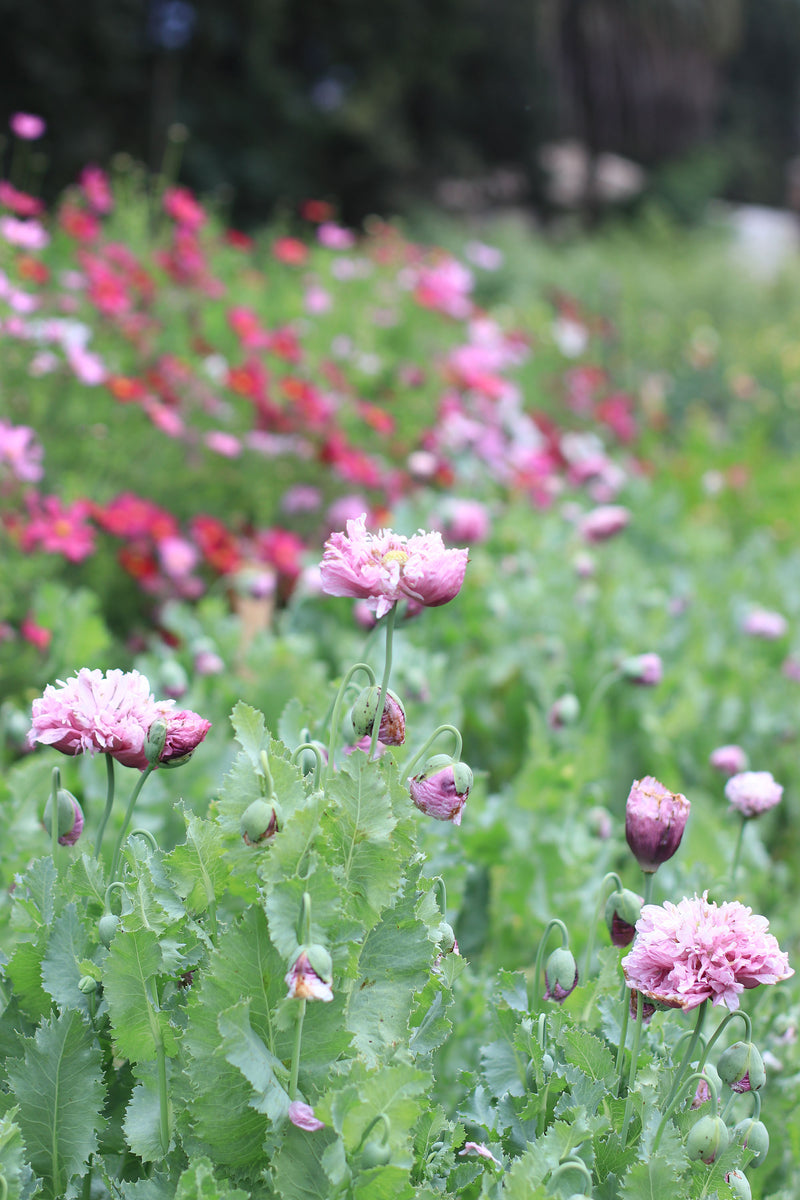 AMAPOLA ‘Blush Violet Peony’
