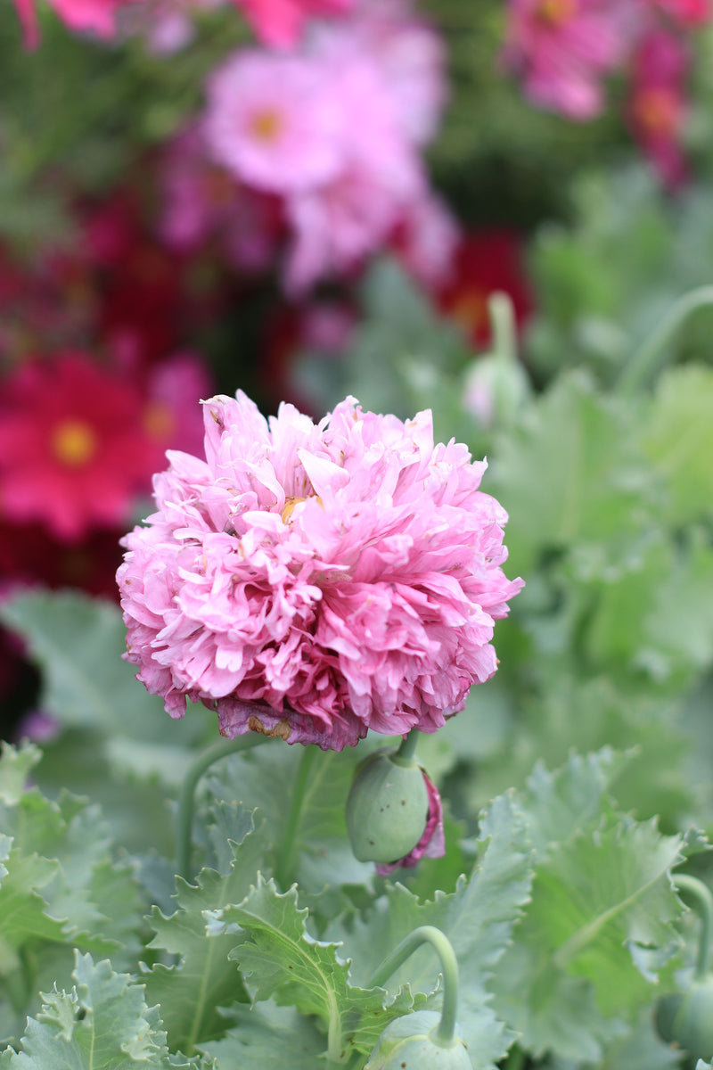 AMAPOLA ‘Blush Violet Peony’
