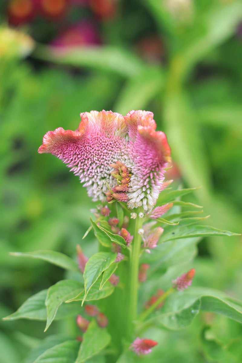 CELOSIA CRISTATA ‘Pastel Mix’