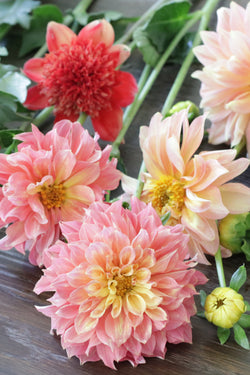 DAHLIA ‘Garden Mix’