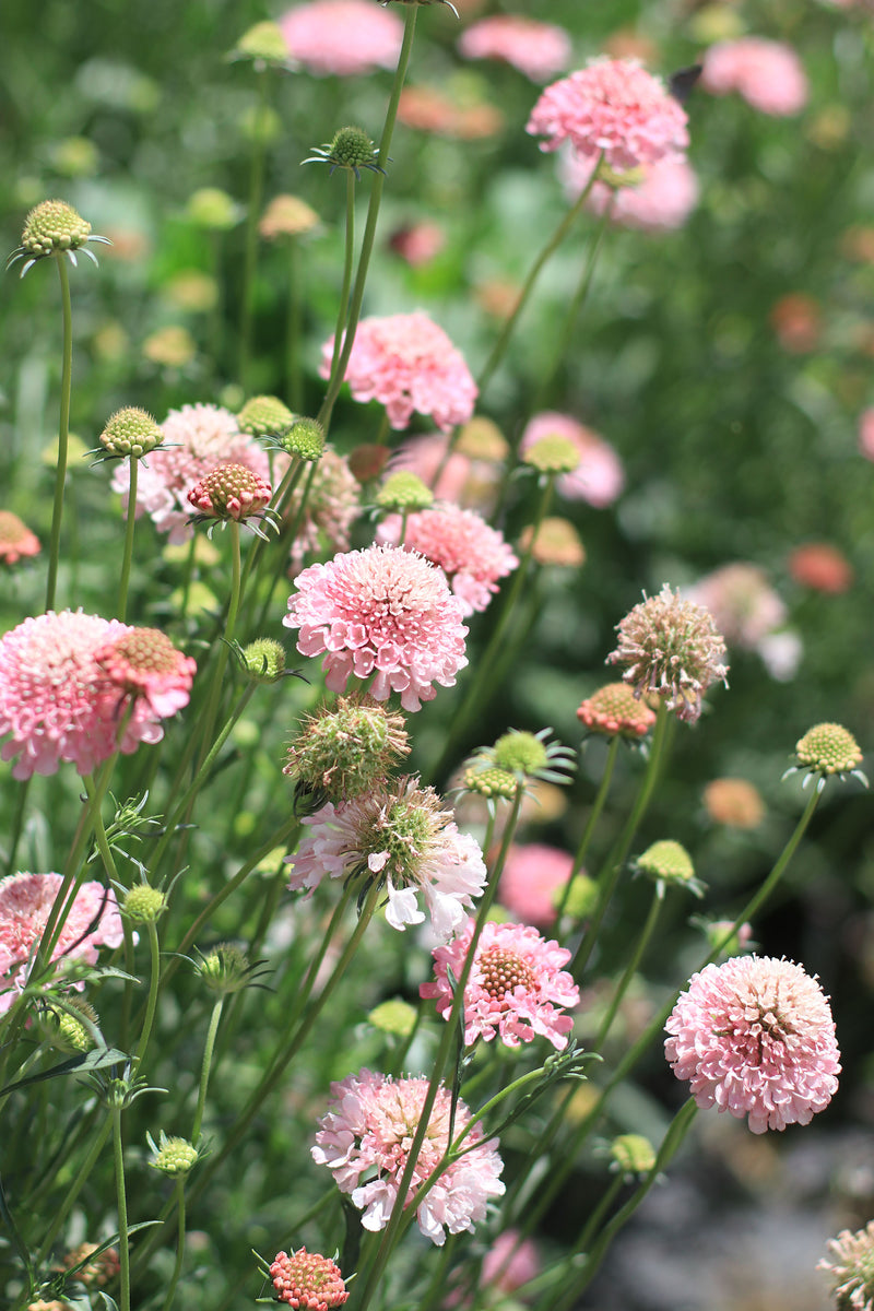 ESCABIOSAS INGLESAS ‘Pink Mist’