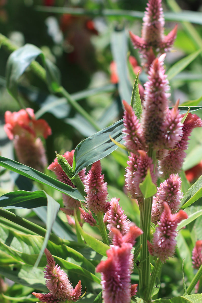 CELOSIA CRISTATA ‘Pastel Mix’