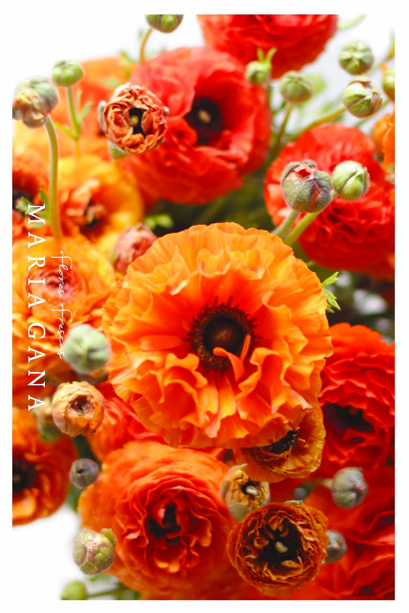 Postal 'Ranúnculos'