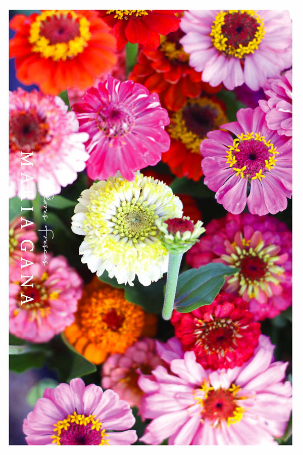 Postal 'Zinnias'