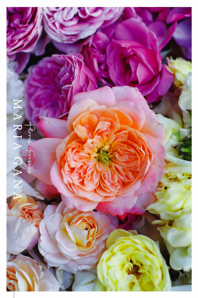 Postal 'Rosas de Jardín'