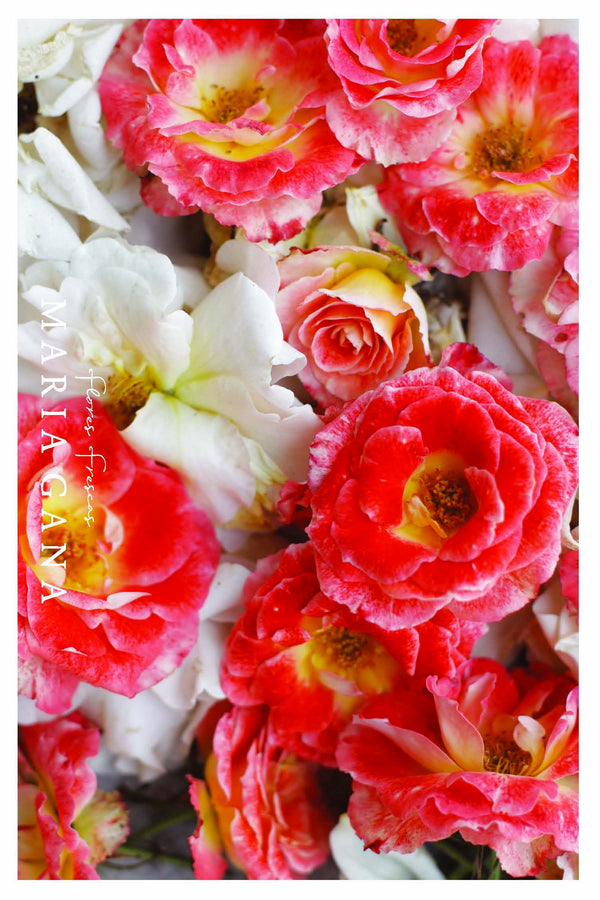 Postal 'Rosas Navidad'