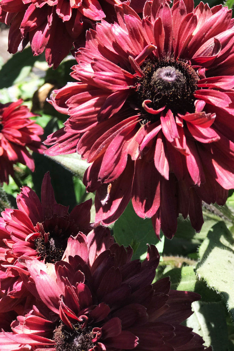 RUDBECKIA 'Vintage Sahara'
